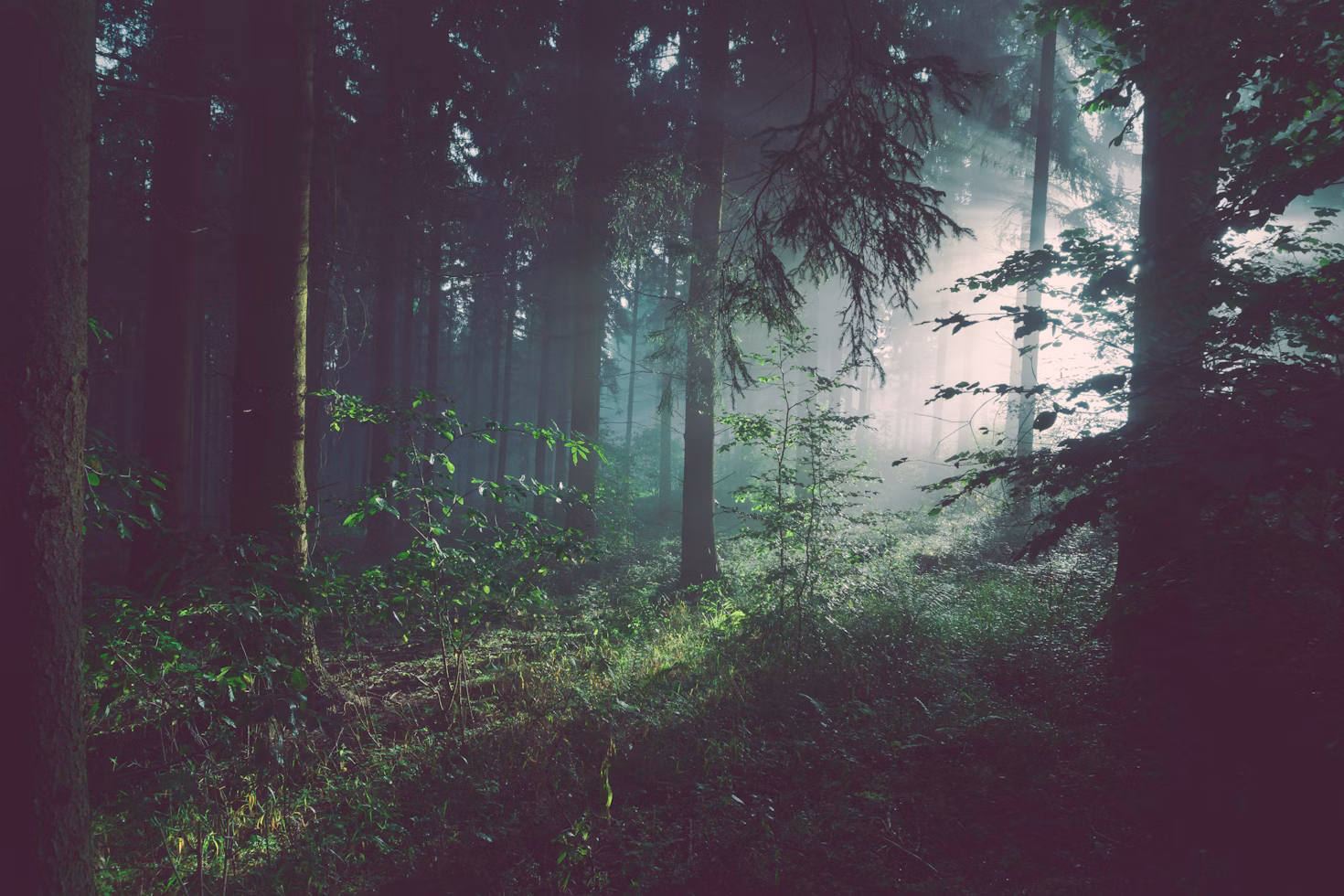 Whispering Woods